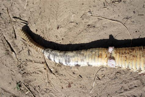 Por que cobras têm dois pênis e jacarés